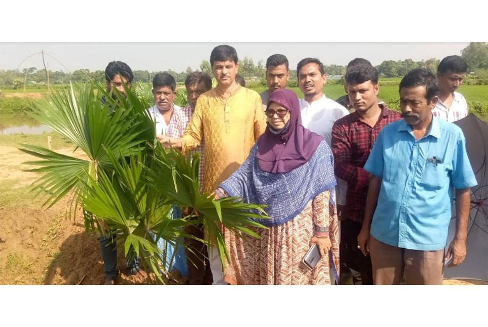 নালিতাবাড়ীতে সড়কের পাশে গাছের চারা রোপণ