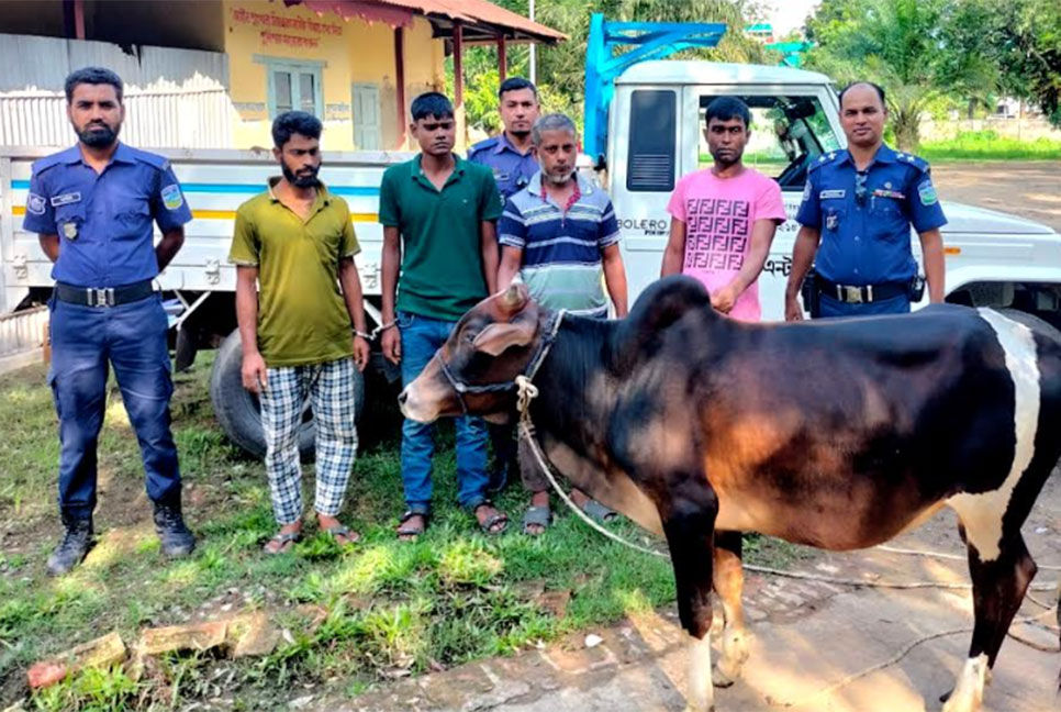 হালুয়াঘাটে চোরাই গরুসহ চোর চক্রের ৪ সদস্য গ্রেফতার
