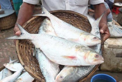 মধ্যরাত থেকে ইলিশ ধরা নিষিদ্ধ