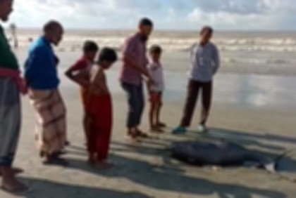 কুয়াকাটা সৈকতে ভেসে এসেছে মৃত ডলফিন