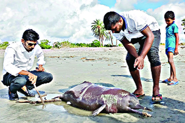 কুয়াকাটা সৈকতে পাঁচ ফুট লম্বা মৃত শুশুক