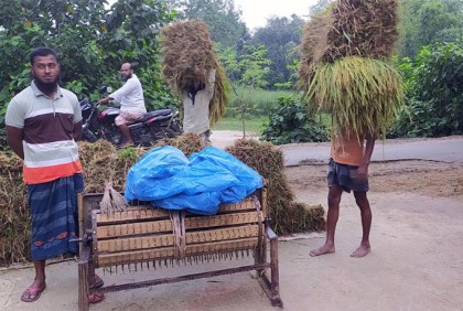 আগাম জাতের আমনের বাম্পার ফলন;
কাটা-মাড়াইয়ে ব্যস্ত কৃষক