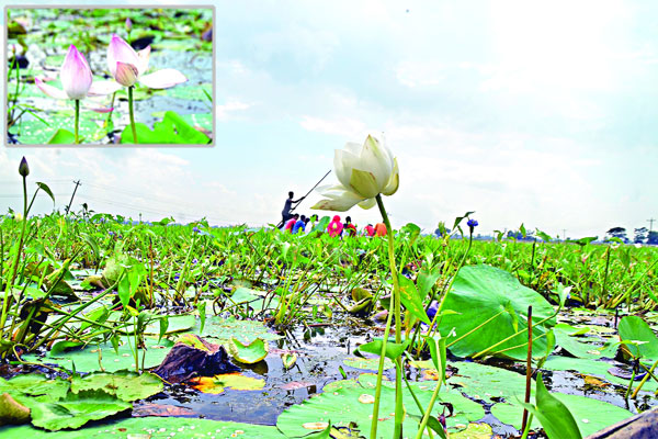 বর্ণিল পদ্ম রঙিন বিল