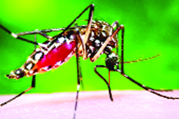 হাসপাতালে বাড়ছে ডেঙ্গুরোগীর ভিড়