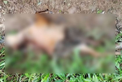 শিকারির ফাঁদে পড়ে মারা গেল গর্ভবতী মায়া হরিণ