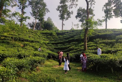 পর্যটকে মুখর শ্রীমঙ্গল
