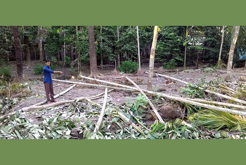 জমি নিয়ে দ্বন্দ্বের জেরে প্রতিপক্ষের শতাধিক গাছ কর্তন