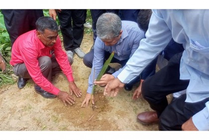 ঠাকুরগাঁওয়ে আড়াই লাখ তাল বীজ রোপণ করবে জেলা প্রশাসন