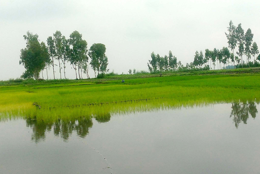 আবারও বাড়ছে যমুনা নদীর পানি 
