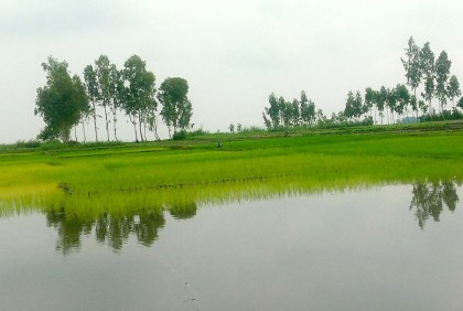আবারও বাড়ছে যমুনা নদীর পানি 