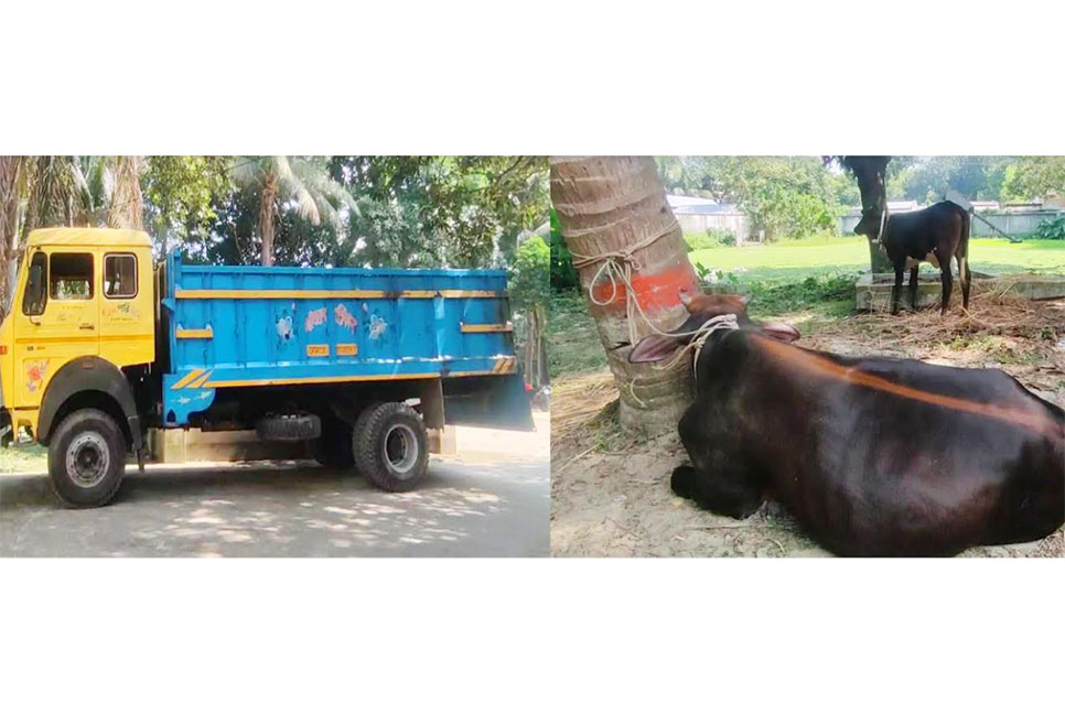 সিংড়ায় চোরাই গরুসহ চোর চক্রের তিন সদস্য আটক, ট্রাক জব্দ