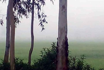 ঘন কুয়াশায় শীতের আগমনী বার্তা