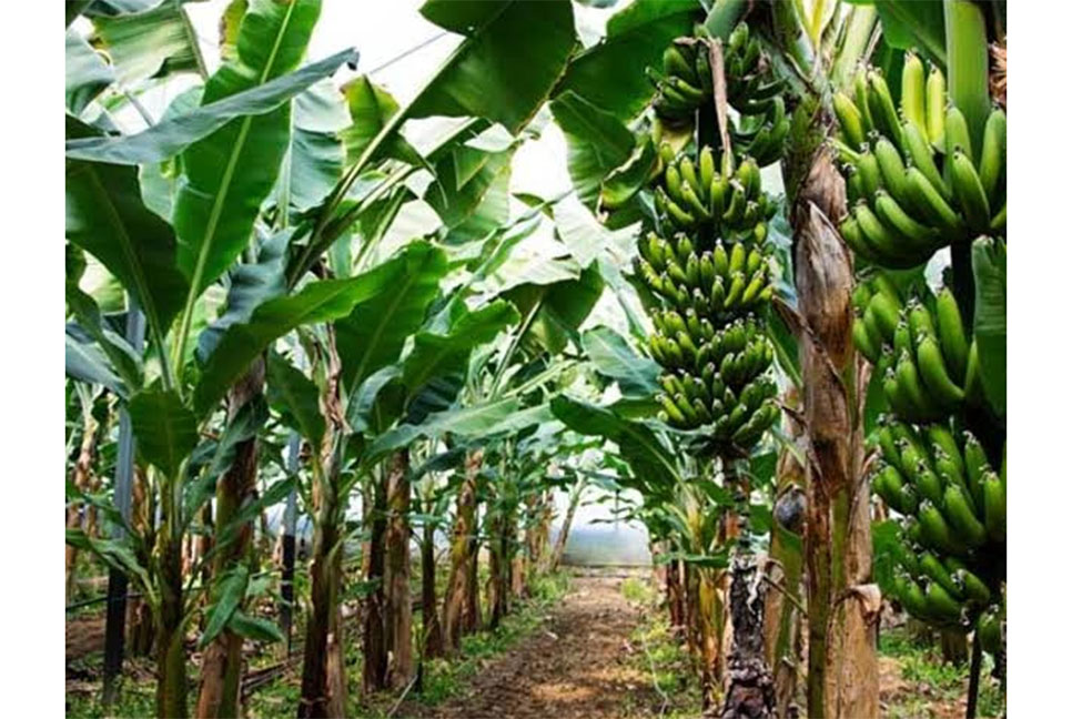 কলা চাষে আগ্রহ বাড়ছে নীলফামারীর কৃষকদের