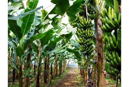 কলা চাষে আগ্রহ বাড়ছে নীলফামারীর কৃষকদের