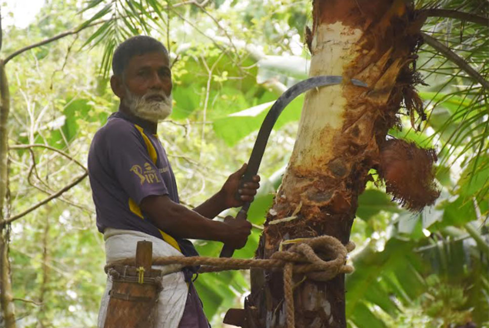 রাজবাড়ীতে শীতের আগমনে চলছে খেজুর রস সংগ্রহের প্রস্তুতি