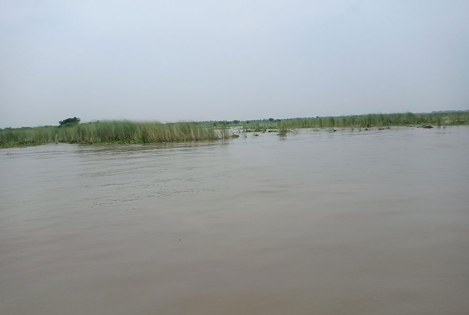রাজবাড়ীতে অসময়ে বাড়ছে পদ্মার পানি, ফসলের ক্ষতি