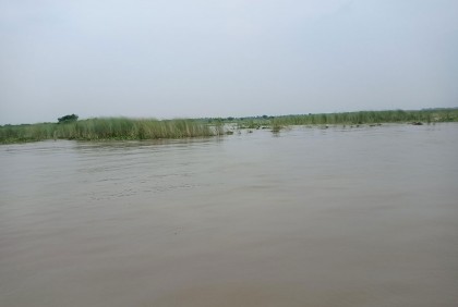 রাজবাড়ীতে অসময়ে বাড়ছে পদ্মার পানি, ফসলের ক্ষতি
