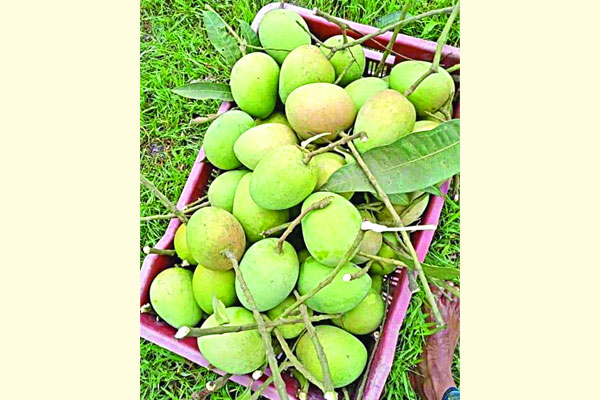রপ্তানিমুখী না হলে সংকট বাড়বে আমে