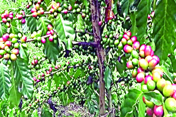 কফির সম্ভাবনা পাহাড়ে