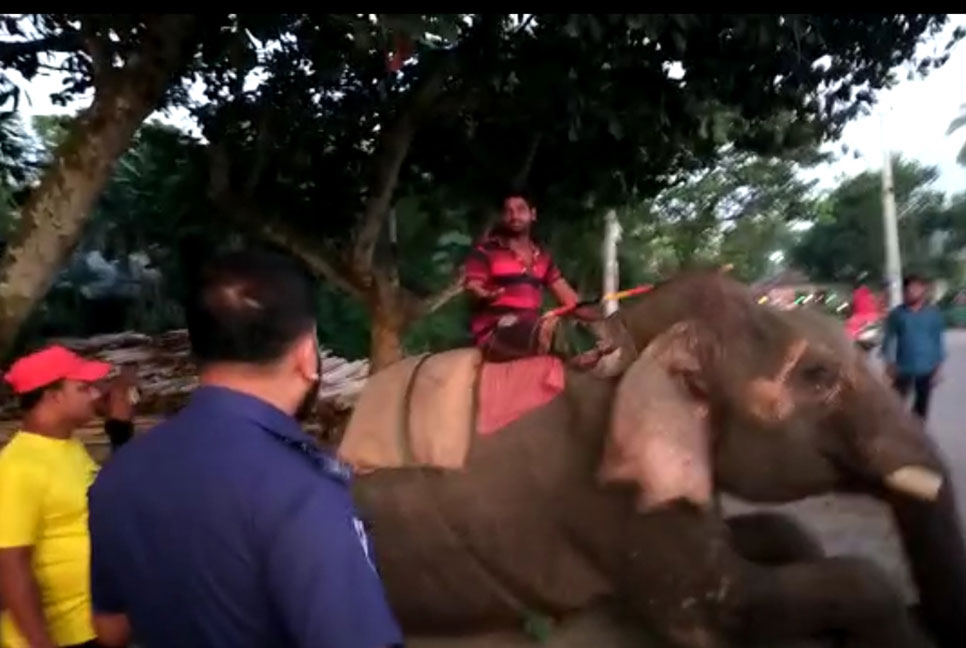 চাঁদাবাজির অভিযোগে হাতি ও মাহুত আটক