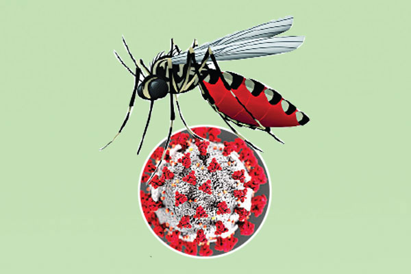 ডেঙ্গুতে অর্ধেক মৃত্যু অক্টোবরে