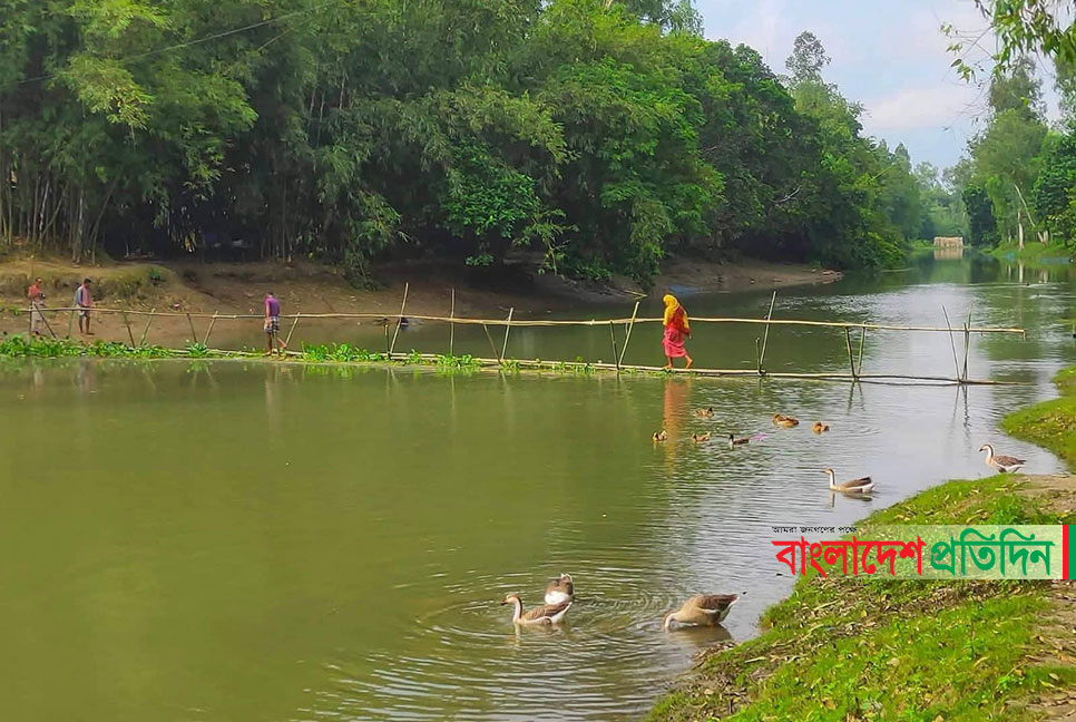 উল্লাপাড়ায় নড়বড়ে সাঁকোয় ঝুঁকিতে পারাপার
