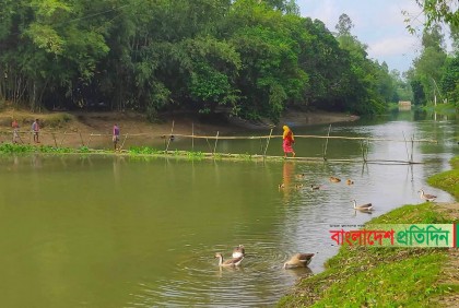 উল্লাপাড়ায় নড়বড়ে সাঁকোয় ঝুঁকিতে পারাপার