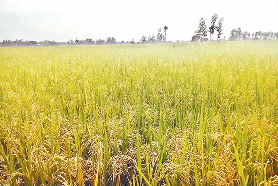 কৃষি বিভাগের কর্মকর্তাদের ছুটি বাতিল, ধান ৮০ ভাগ পরিপক্ব হলেই কাটার নির্দেশ

