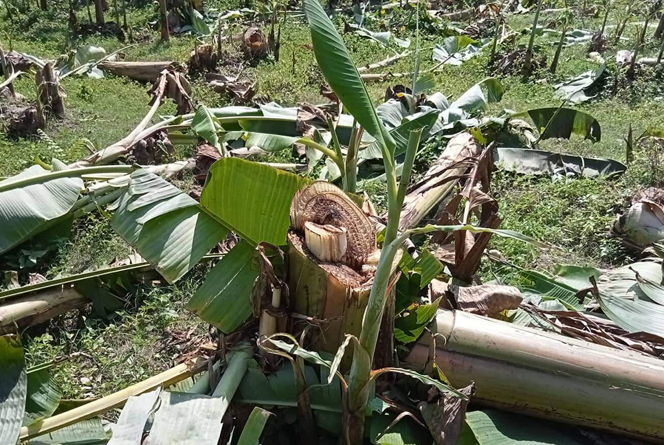 বিরোধের জেরে ৮০০ কলাগাছ কর্তন!