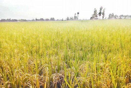 কৃষি বিভাগের কর্মকর্তাদের ছুটি বাতিল, ধান ৮০ ভাগ পরিপক্ব হলেই কাটার নির্দেশ

