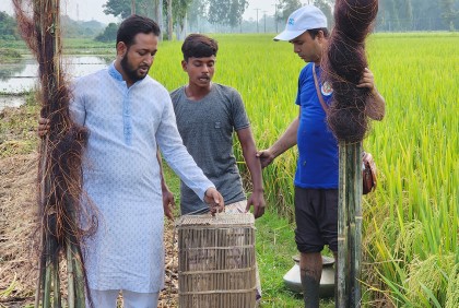 প্রাণ বাঁচলো ৫টি পাখির 