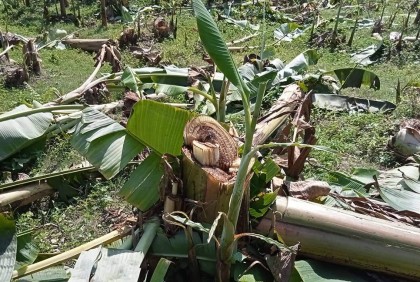 বিরোধের জেরে ৮০০ কলাগাছ কর্তন!