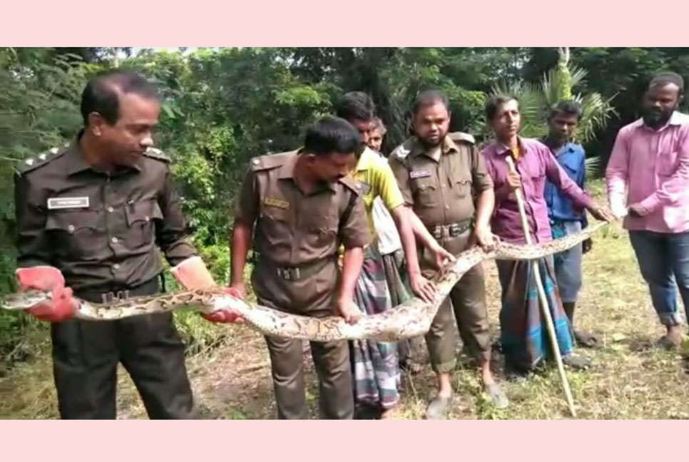 জলোচ্ছ্বাসে সুন্দরবনের অজগর লোকালয়ে