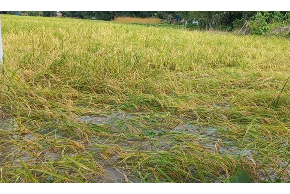 মাদারীপুরে ঘূর্ণিঝড়ে ৫শ হেক্টর আমন ধান তলিয়ে গেছে, ক্ষতির মুখে কৃষকেরা