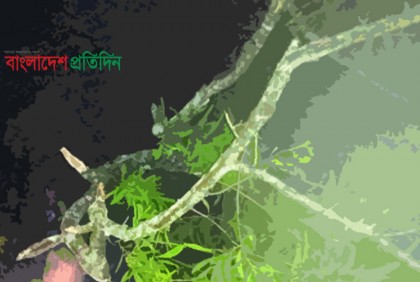 ঘূর্ণিঝড় সিত্রাং : কুমিল্লায় গাছচাপায় একই পরিবারের তিনজনের মৃত্যু