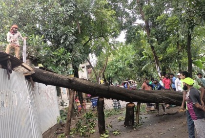 ধামরাইয়ে ঝড়ের প্রভাবে ফসল ও সবজির ব্যাপক ক্ষতি