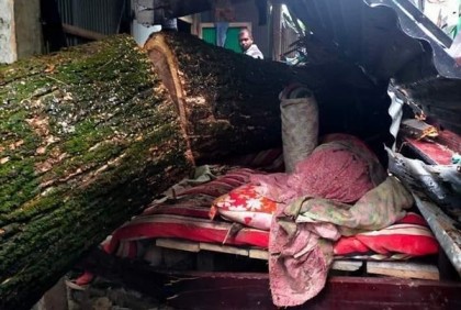নাঙ্গলকোটে ঘরের ওপর গাছ পড়ে এক পরিবারের ৩ জনের মৃত্যু 