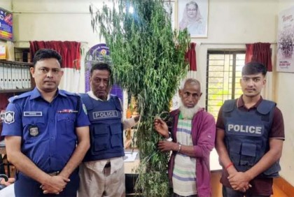 হবিগঞ্জে গাঁজার গাছসহ মাদক কারবারি আটক
