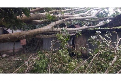 চরভদ্রাসনে ঘূর্ণিঝড়ের প্রভাবে ব্যাপক ক্ষয়ক্ষতি