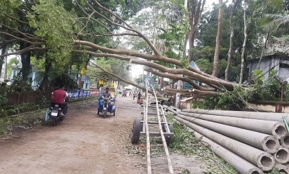 নোয়াখালীতে গাছ চাপা পড়ে শিশুর মৃত্যু, গাছপালা-ঘরবাড়ি লণ্ডভণ্ড
