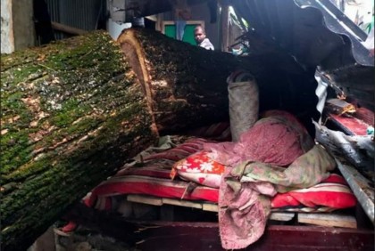 ওঠা হলো না পাকা ঘরে, গাছের নীচে চাপা পড়ে শেষ পরিবার