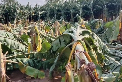 ঘূর্ণিঝড়ে সখীপুরে সবজি ও কলাগাছের ব্যাপক ক্ষতি