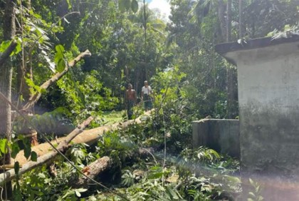 সিত্রাংয়ের তাণ্ডবে পিরোজপুরে ফসল-মাছের ব্যাপক ক্ষতি