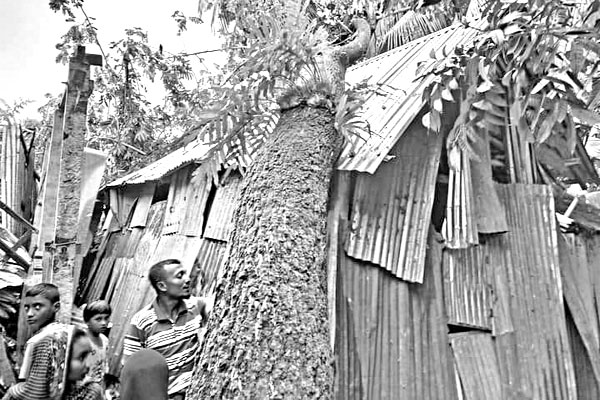 গাছচাপায় নিভে গেল একটি পরিবারের স্বপ্ন