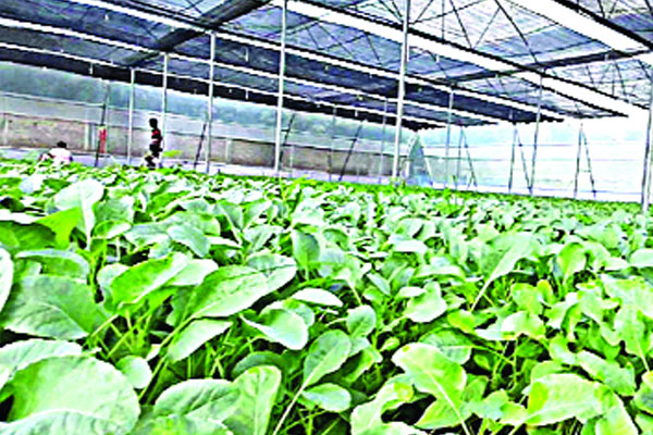 কৃষিতে নতুন প্রযুক্তি ‘পলিনেট হাউস’