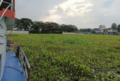 কাপ্তাই হ্রদে কচুরিপানার জঞ্জাল, হুমকিতে মৎস্য উৎপাদন