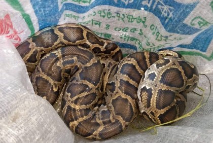 বরগুনার লোকালয়ে আটকে পড়া অজগর বনে অবমুক্ত
