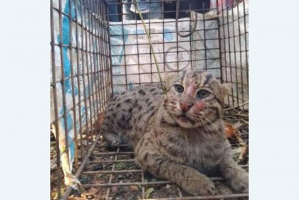খামারে আটকা বাঘডাশ অবমুক্ত