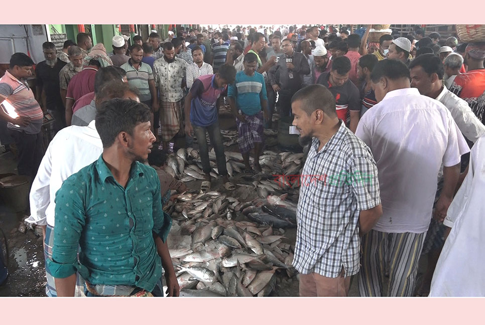 ইলিশে সয়লাব বরিশাল মোকাম, কমেছে দাম