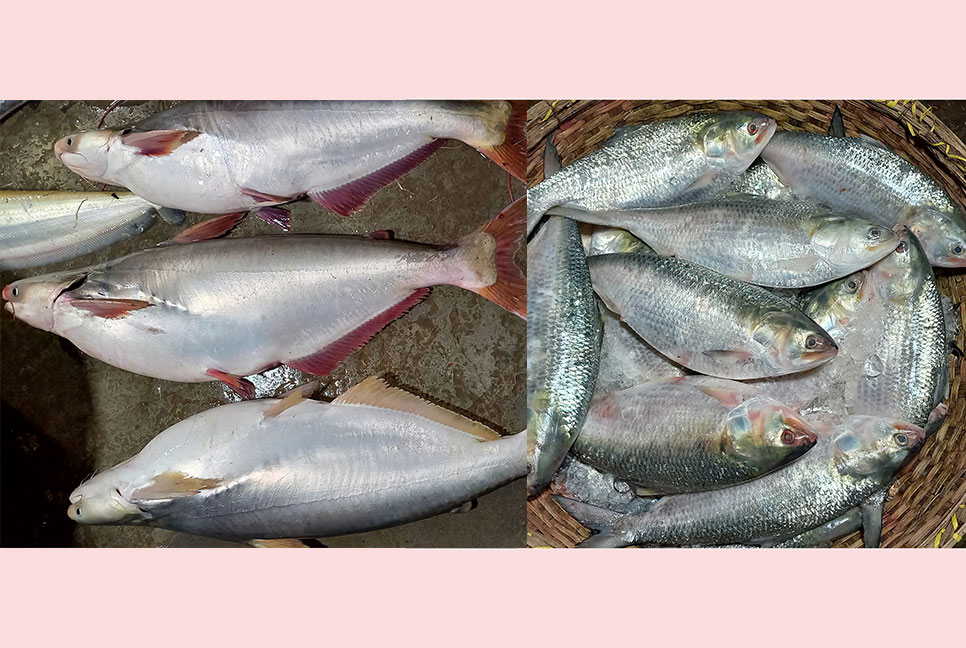 পদ্মা-মেঘনায় ধরা পড়ছে ইলিশের পাশাপাশি বড় পাঙ্গাস